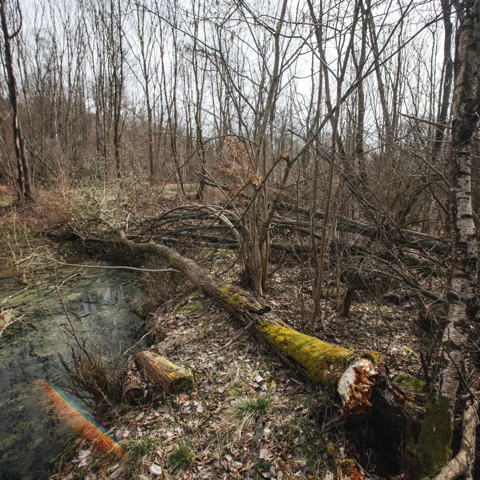 Les a krajina kolem chalupy.